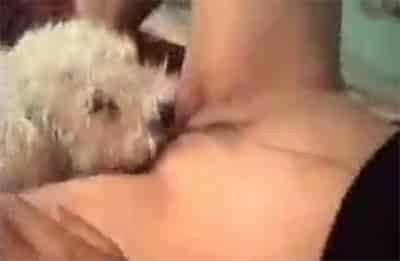Perro chupando clitoris