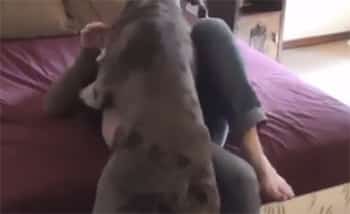 Porno zofilico gratis