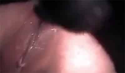 Sexo zoofilia videos