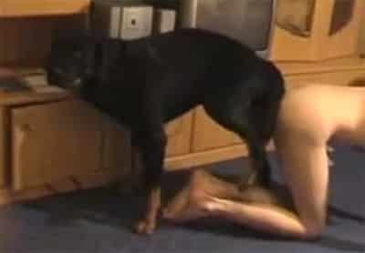 Sexo com animais videos
