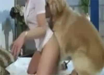 Videos p animales