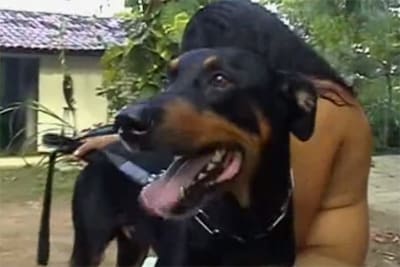 Doberman sex
