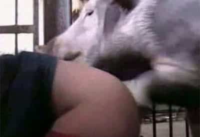 Videos de cerdos apareandose