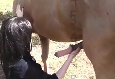 Caballos con el pene grande